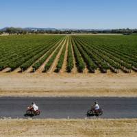 Cycling around Mudgee's vineyards on a bike tour