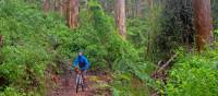 Munda Biddi Trail | Andrew Bain