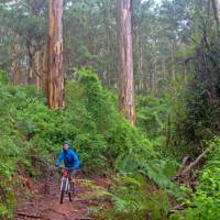 Munda Biddi Trail | Andrew Bain