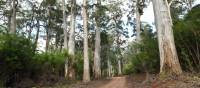 Karri trees along the Munda Biddi trail