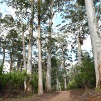 Karri trees along the Munda Biddi trail