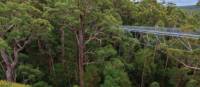 Our school programs walk along the Valley of the Giants Tree Top Walk, South West Australia | Tourism Western Australia