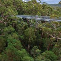 Our school programs walk along the Valley of the Giants Tree Top Walk, South West Australia | Tourism Western Australia