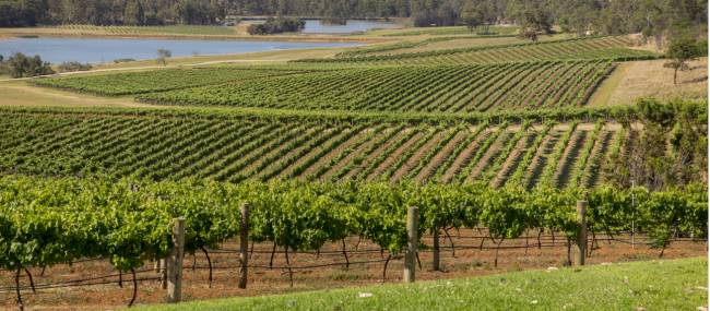 Scenic view of Audrey Wilkinson Vineyard, Pokolbin | Destination NSW