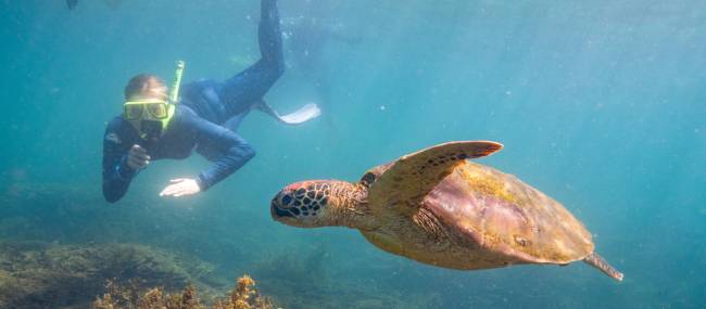 Snorkelling with sea turtles in the warm waters of Magnetic Island | Tourism and Events Queensland