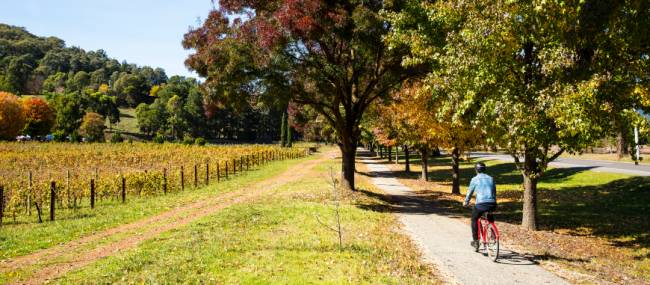 Cycling near Feathertop Wines, Bright | Josie Withers