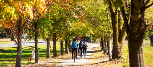 Cycling towards Feathertop Wines near Bright | Josie Withers